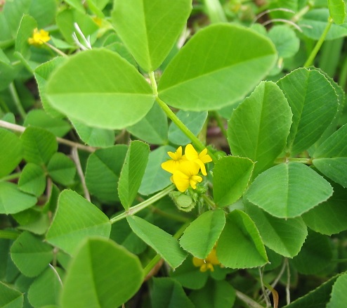 Luzerne Medicago polymorpha à vendre